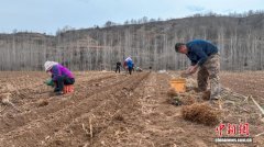 （乡村行·看振兴）山西屯留：小连翘串起“致富链” 育苗“源头”激活大产业